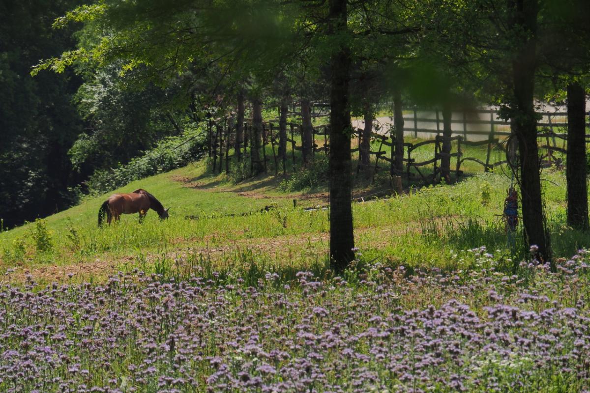 Galleria Ristoro - Cascina del Poggio - Agriturismo nel bosco