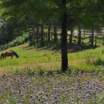 Galleria Ristoro - Cascina del Poggio - Agriturismo nel bosco