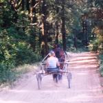 Galleria I cavalli - Cascina del Poggio - Agriturismo nel bosco